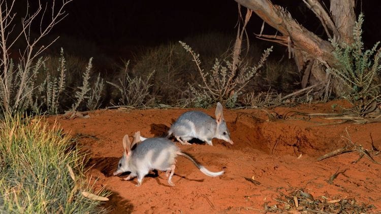 Rewilding Scotia with the Australian Wildlife Conservancy