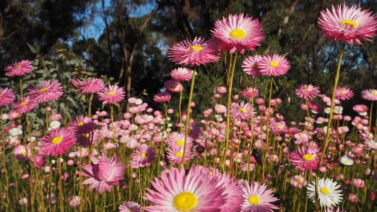 Pink Everlasting Daisies at Kings Park, Perth, Western Australia