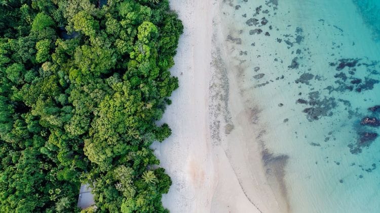 Daintree Nature & Wildlife Safari