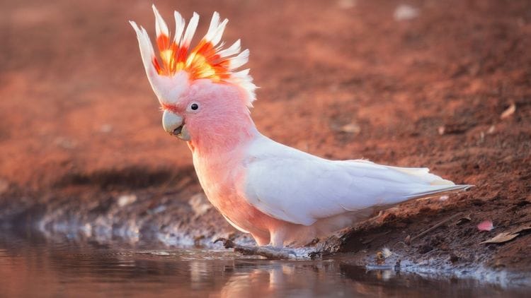 Gluepot Reserve & Bowra Sanctuary Birding Safari 