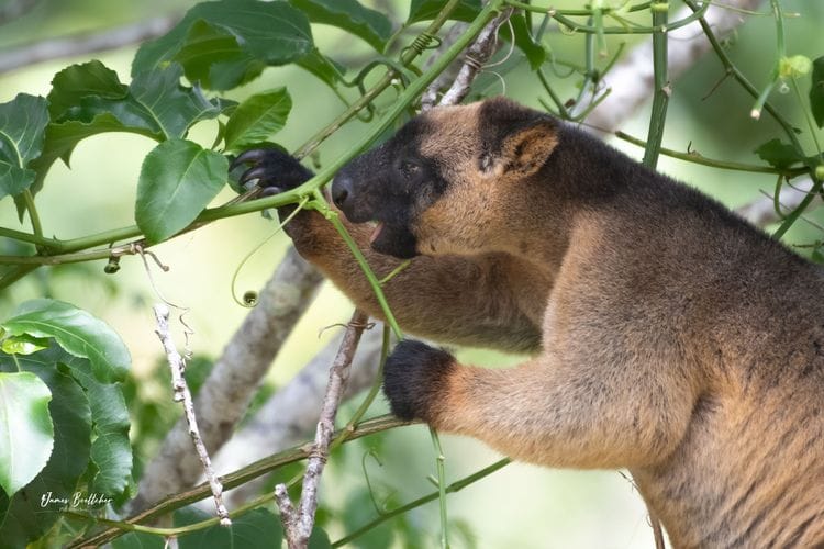 Ultimate Wildlife Safari North Queensland