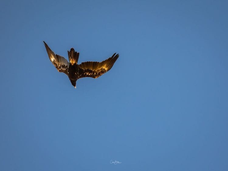 Flinders Ranges Photography Safari