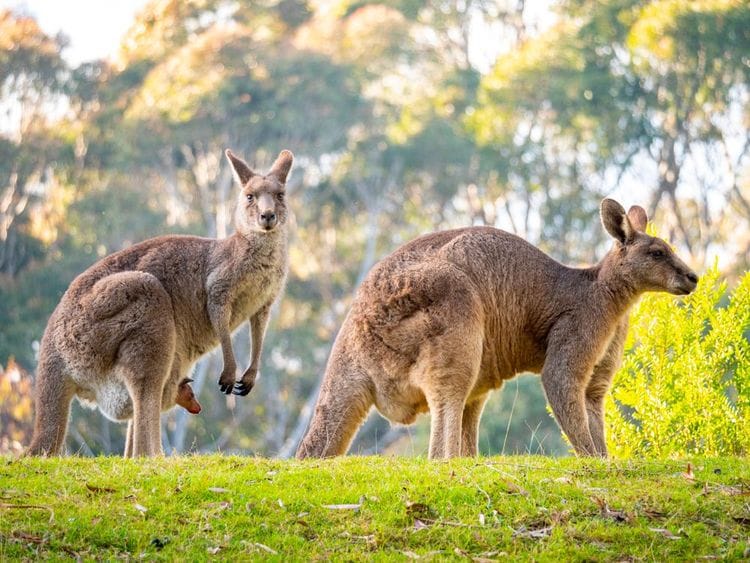 PRIVATE Sydney to Melbourne Nature & Wildlife Adventure
