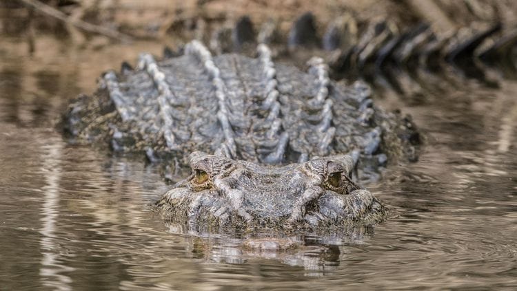 PRIVATE TOUR: Australian Nature & Wildlife Safari